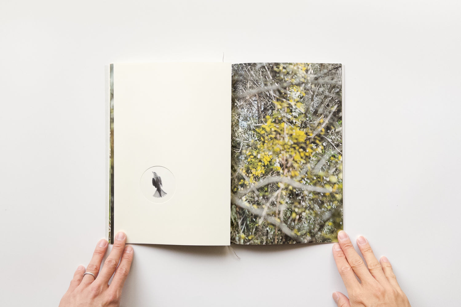 Mēdeia2.0: Terri Weifenbach – IACK