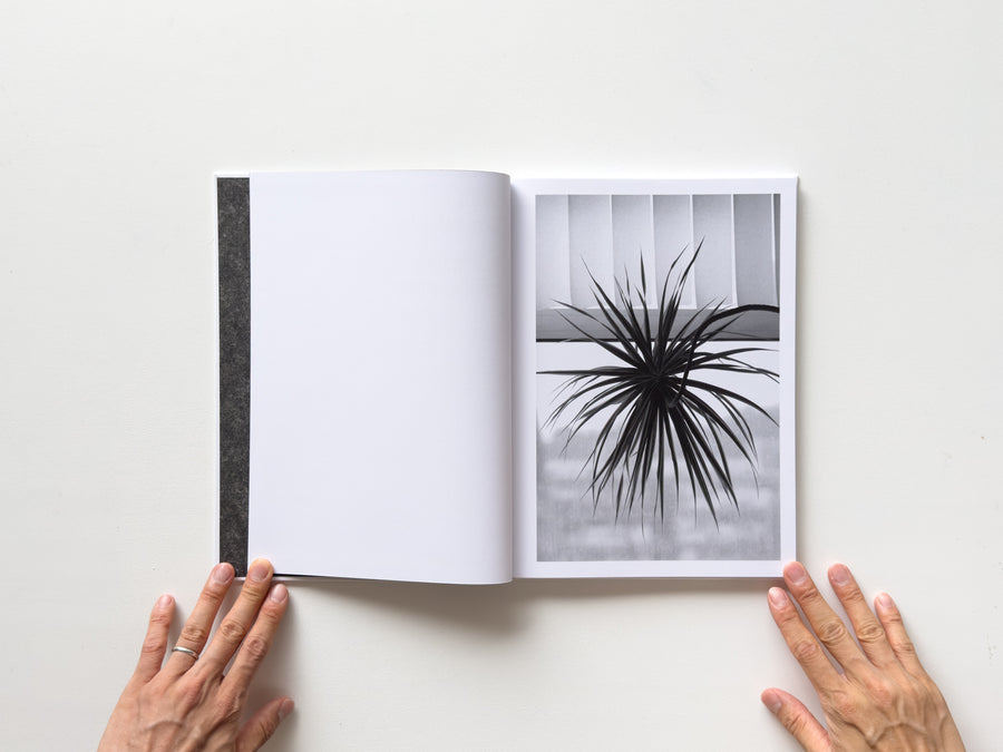 <tc>Büropflanze by Saskia Groneberg</tc>