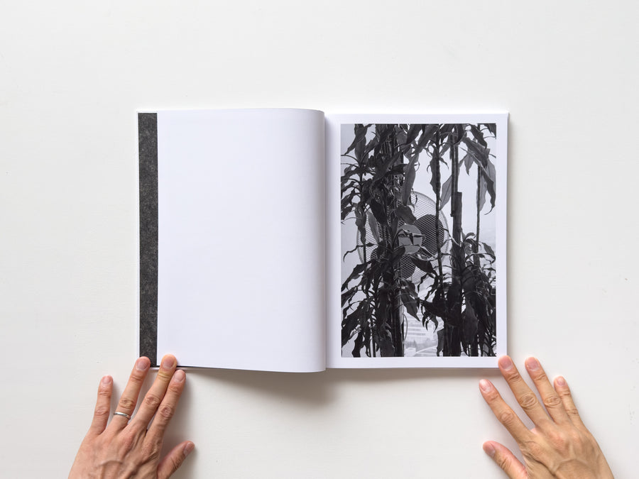 <tc>Büropflanze by Saskia Groneberg</tc>