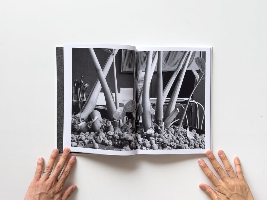 <tc>Büropflanze by Saskia Groneberg</tc>