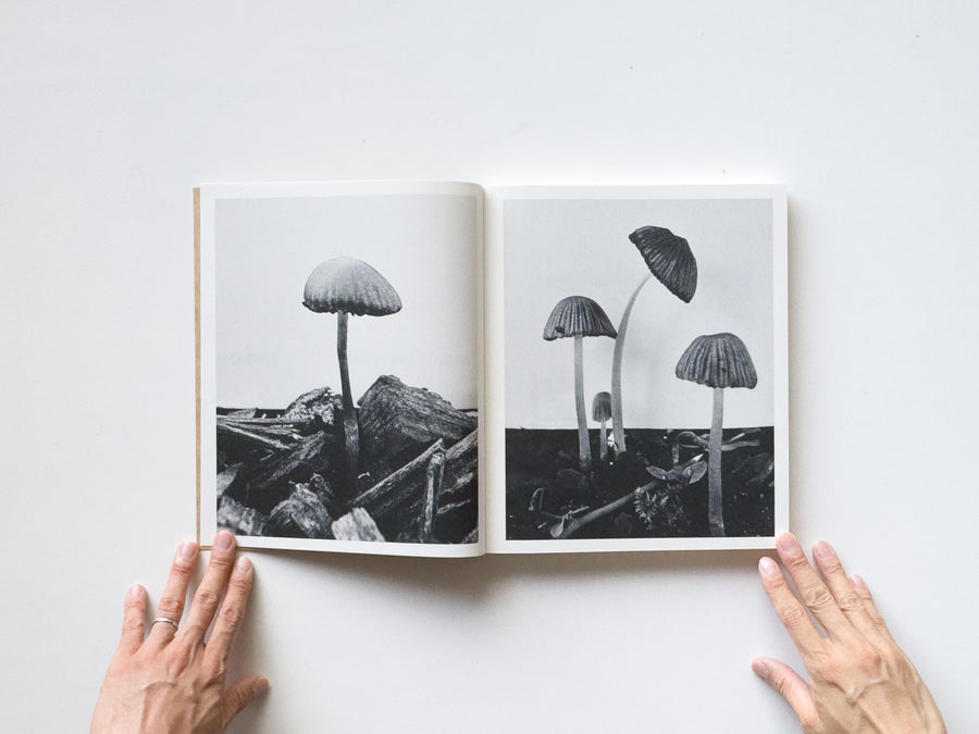 Fruiting Bodies by Ying Ang