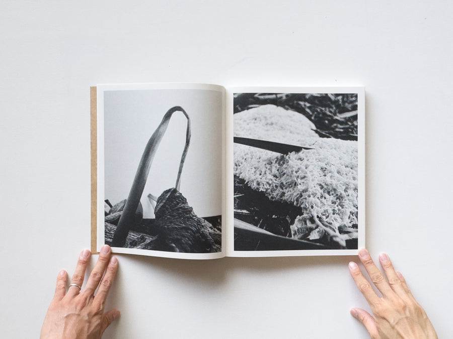 Fruiting Bodies by Ying Ang