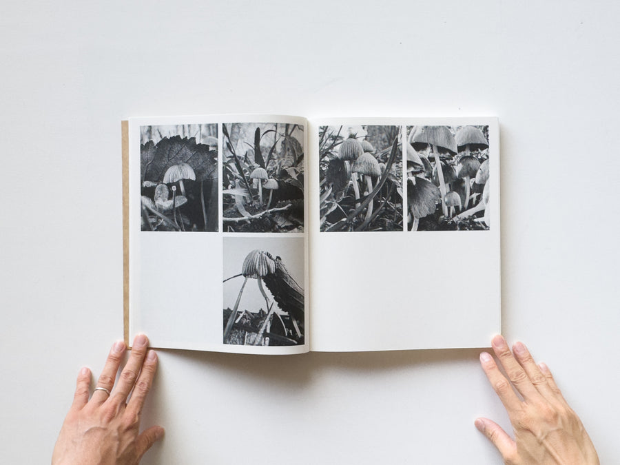 Fruiting Bodies by Ying Ang