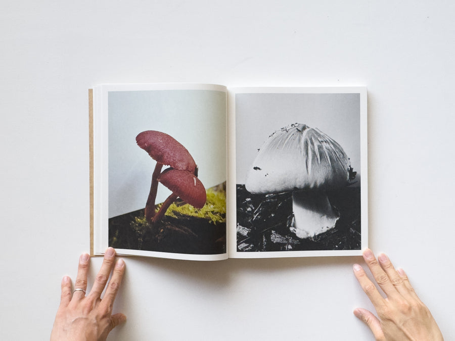 Fruiting Bodies by Ying Ang