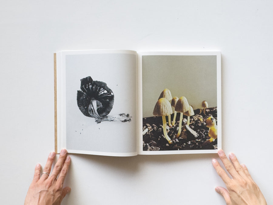 Fruiting Bodies by Ying Ang