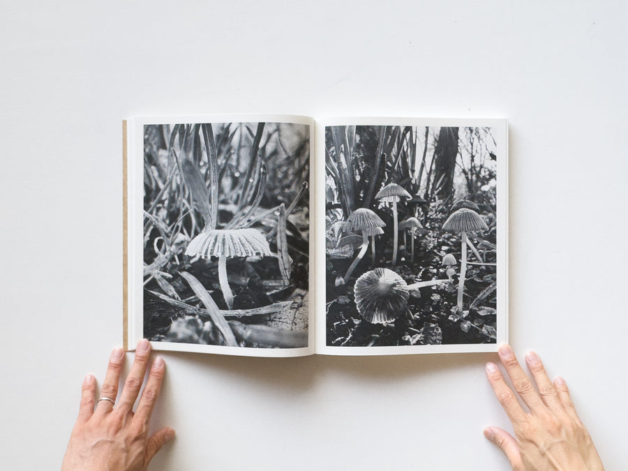 Fruiting Bodies by Ying Ang