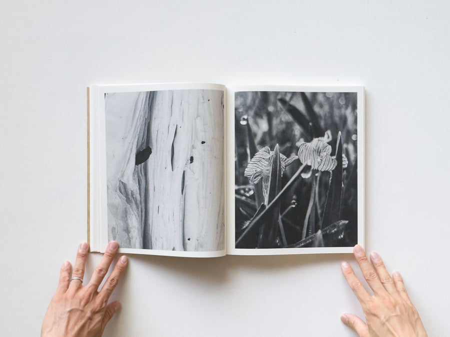 Fruiting Bodies by Ying Ang