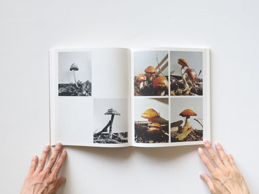 Fruiting Bodies by Ying Ang