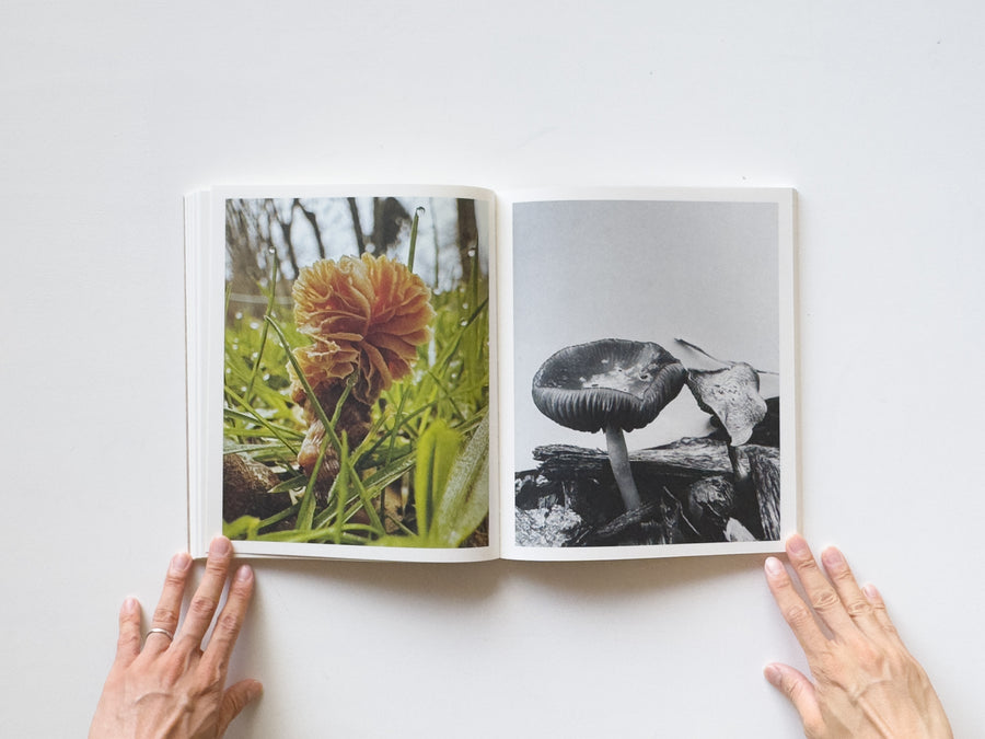 Fruiting Bodies by Ying Ang