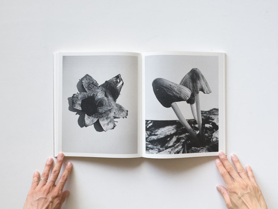 Fruiting Bodies by Ying Ang