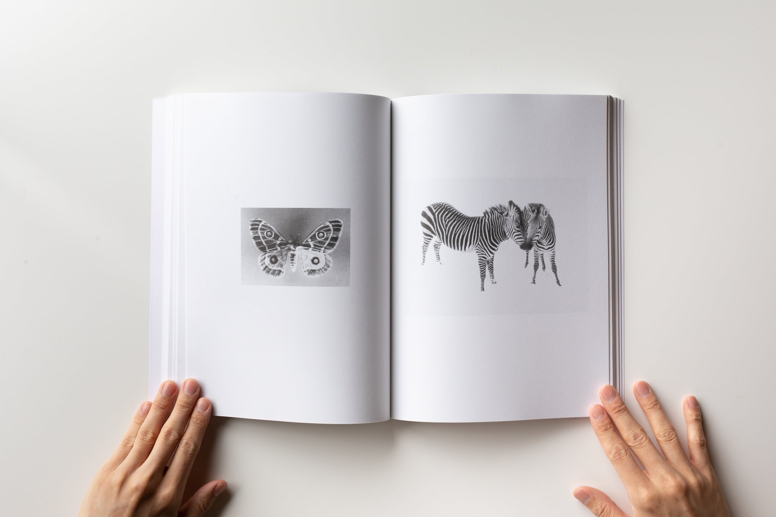 Jochen Lempert - Relación - König 2018 - Saint-Martin Bookshop