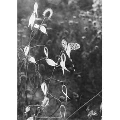 2020 Solidarity Poster: Jochen Lempert